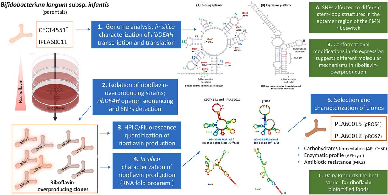 riboflavin-metabolism-profiling-nutrition-agriculture-1.jpg