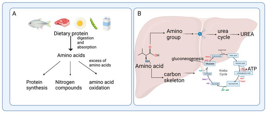 role-of-amino-acid-metabolism-in-health-and-disease-1.jpg