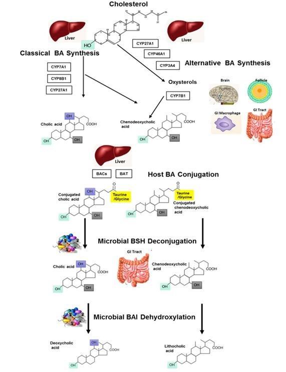 role-of-bile-acids-in-cholesterol-metabolism-lipid-regulation-1.jpg