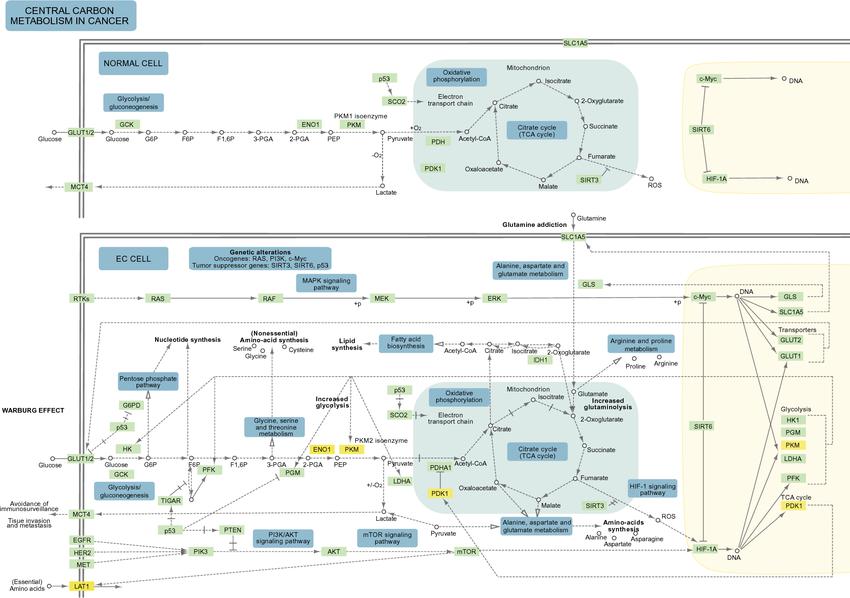 role-of-central-carbon-metabolism-in-cancer-1.jpg