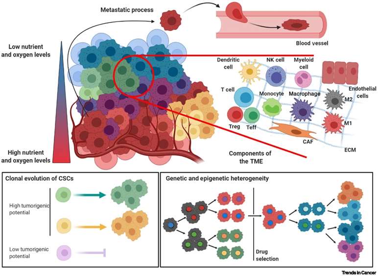 Cellular and Non-cellular Factors Mediating Intratumor Heterogeneity.