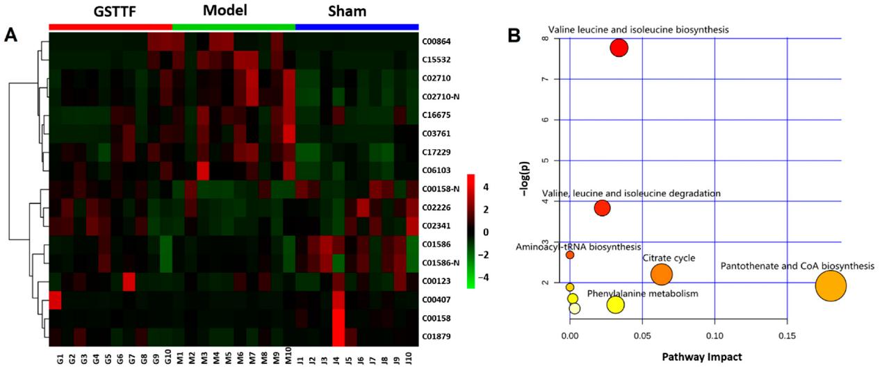 Heat map (A) visualizing the changes in the intensities of potential biomarkers and bubble plot (B) of the main perturbed pathway response to MCAO.