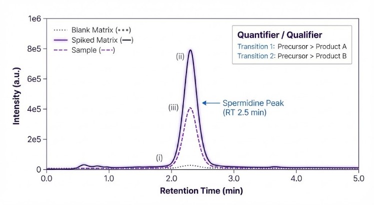 LC-MS/MS MRM traces showing spermidine peak in sample and spike, absent in blank.