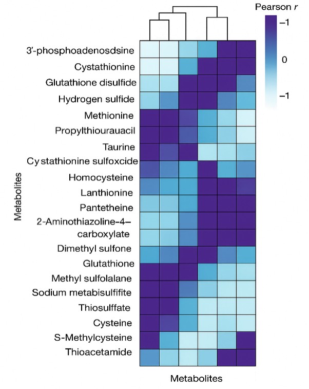 Heatmap showing pairwise Pearson correlations among sulfur metabolites with cyan–white–purple gradient and clustering dendrogram.