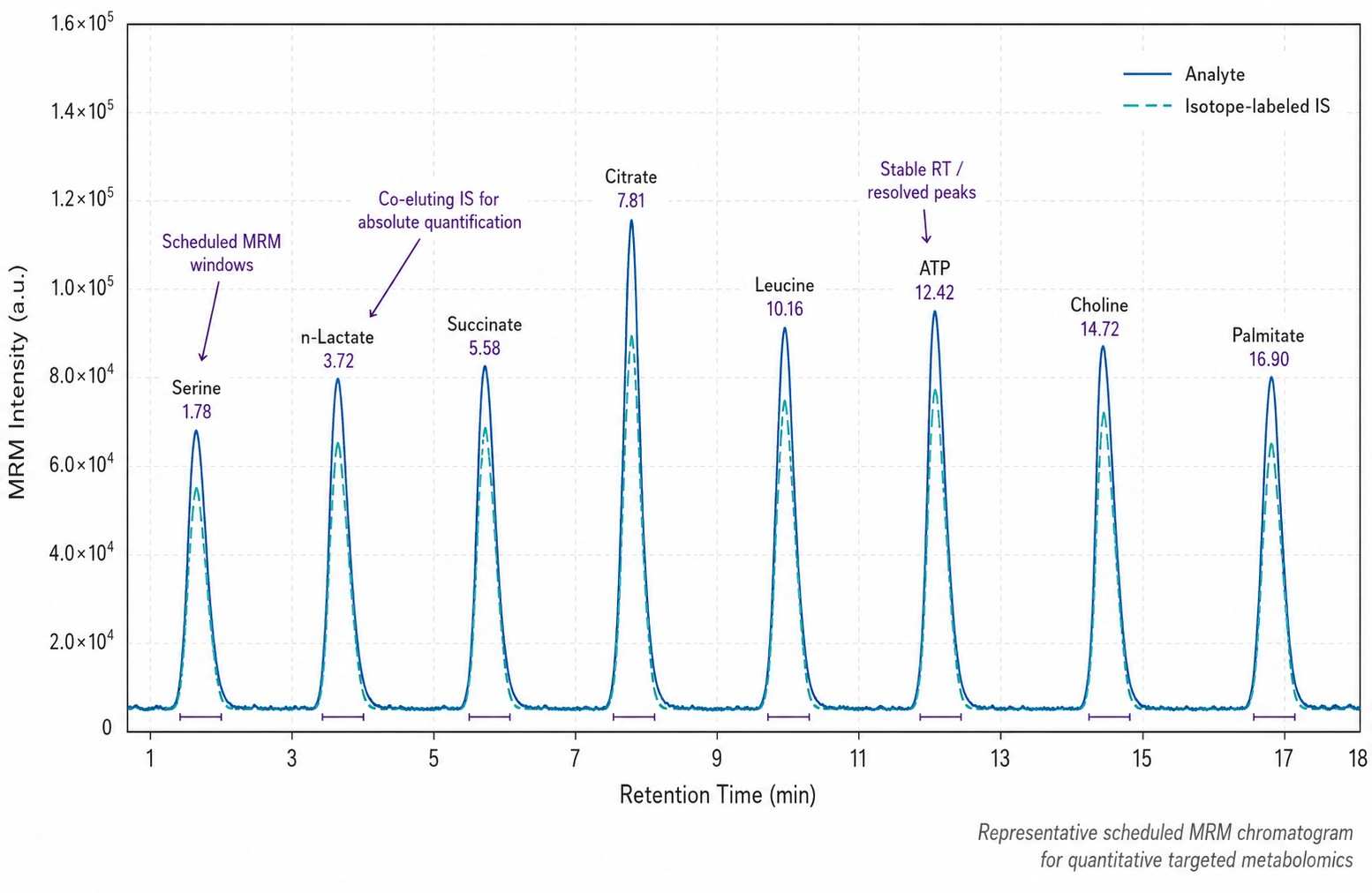 Targeted Metabolomics MRM Chromatogram — Scheduled MRM Peaks with Internal Standard Overlay Showing Chromatographic Resolution