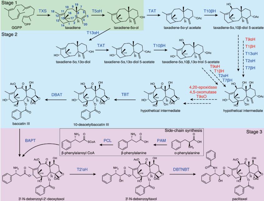 The proposed biosynthetic pathway of paclitaxel. (Figure from Bin Jiang et al., 2024)