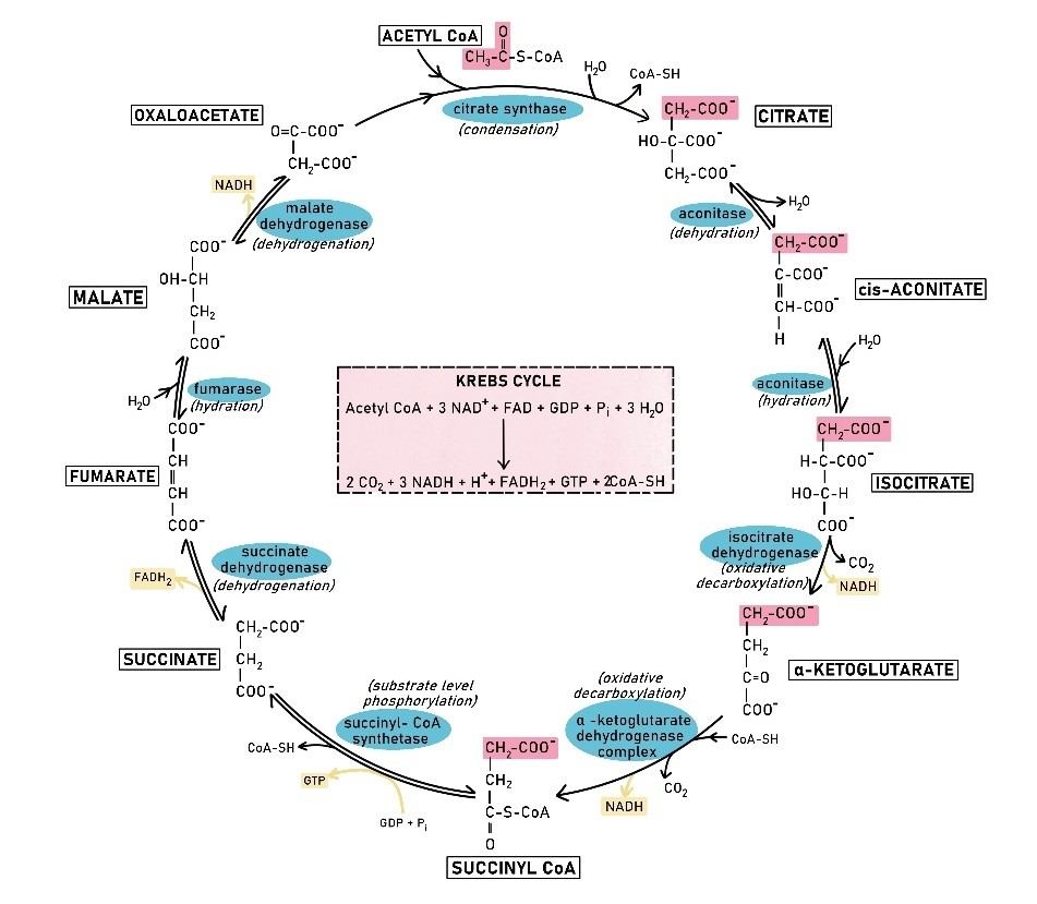 TCA (Krebs) Cycle: Key Steps, Products, Readouts, and Diagram Guide