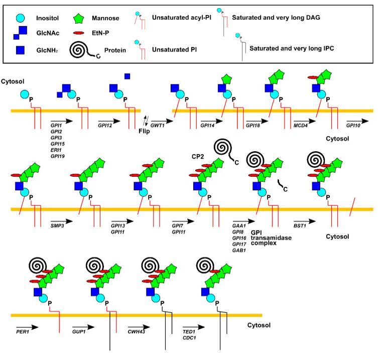 Pathways of GPI biosynthesis in Saccharomyces cerevisiae.