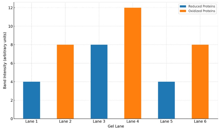 SDS-PAGE gel displaying reduced and oxidized protein bands, marked in blue and orange, respectively, illustrating disulfide bond formation.