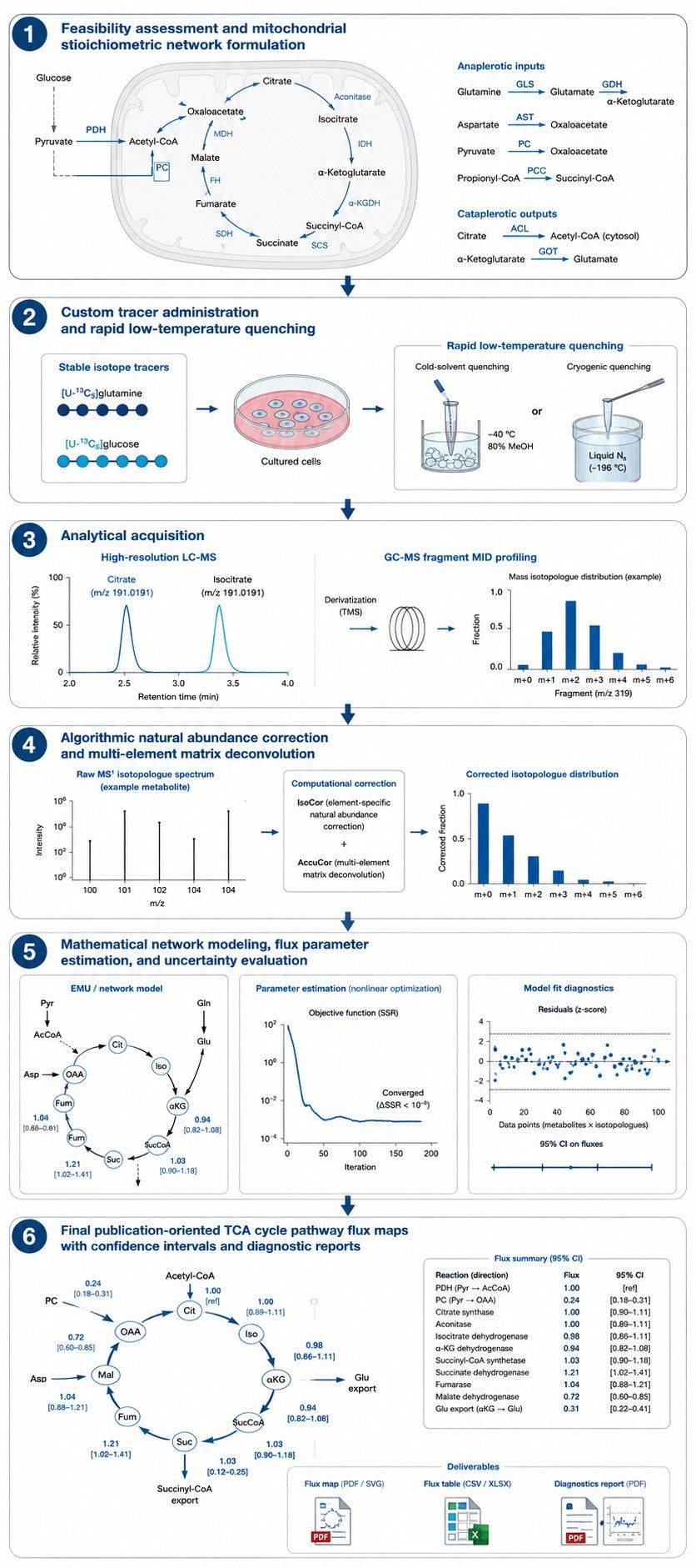 Six-step workflow for TCA cycle pathway metabolic flux analysis