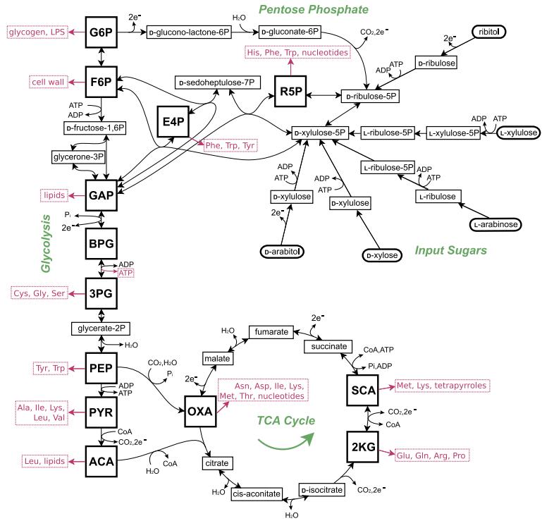unraveling-the-complexity-of-central-carbon-metabolism-from-pathways-to-applications-1.jpg