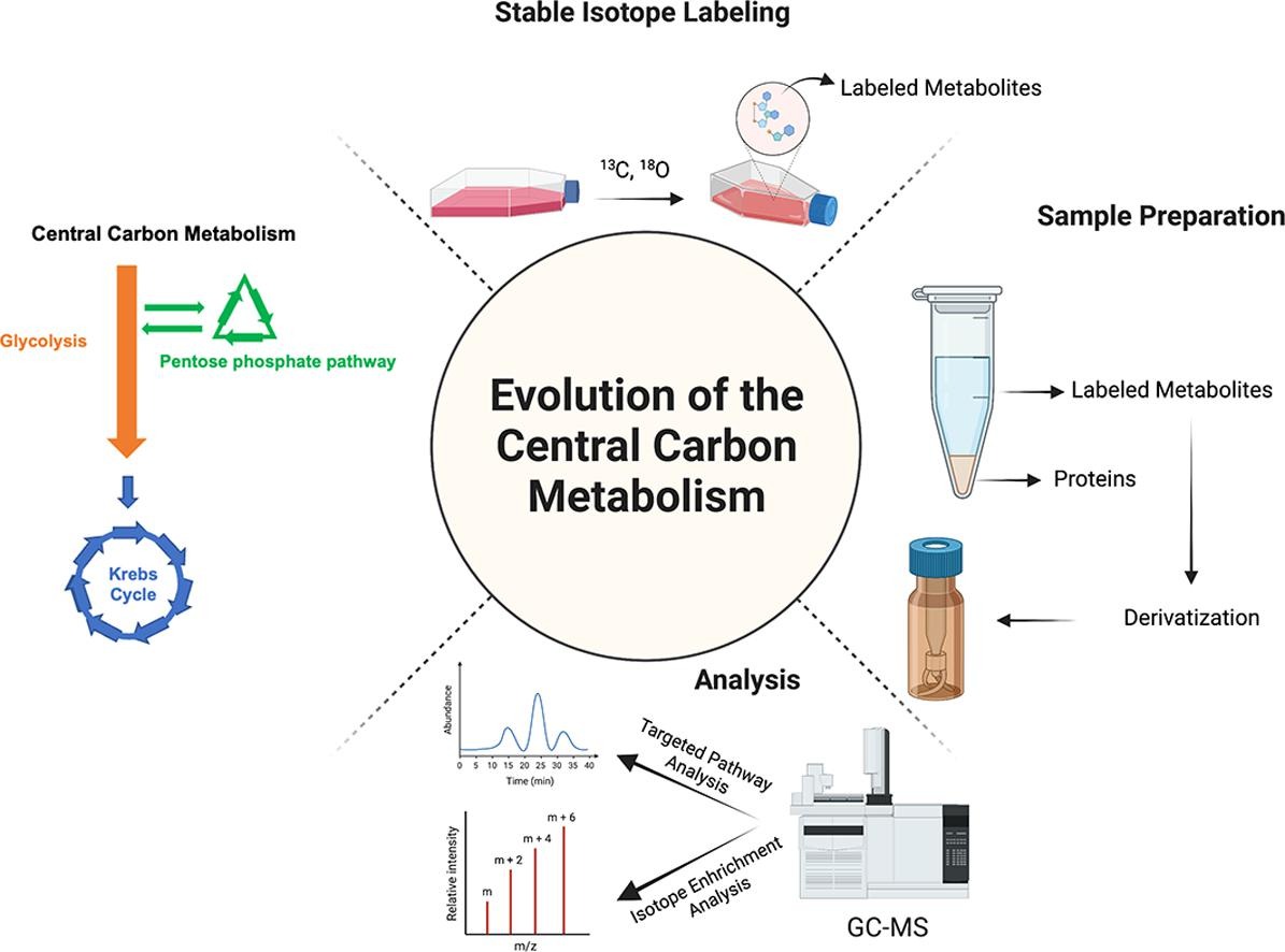 GC-MS approaches for probing central carbon metabolism