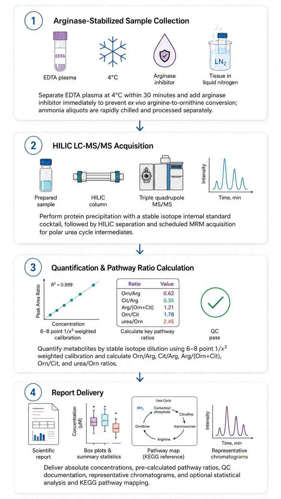 Urea Cycle Analysis Workflow — Four-Step Pipeline from Stabilized Collection to Pathway Ratio Report