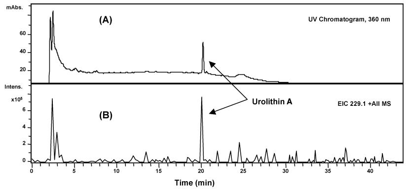 LC−MS−MS analysis of fecal extracts from a donor 29 h after walnut ingestion[1]. (A) UV chromatogram at 360 nm; (B) extracted ion chromatogram (EIC) at m/z+ 229 showing the metabolite urolithin A.