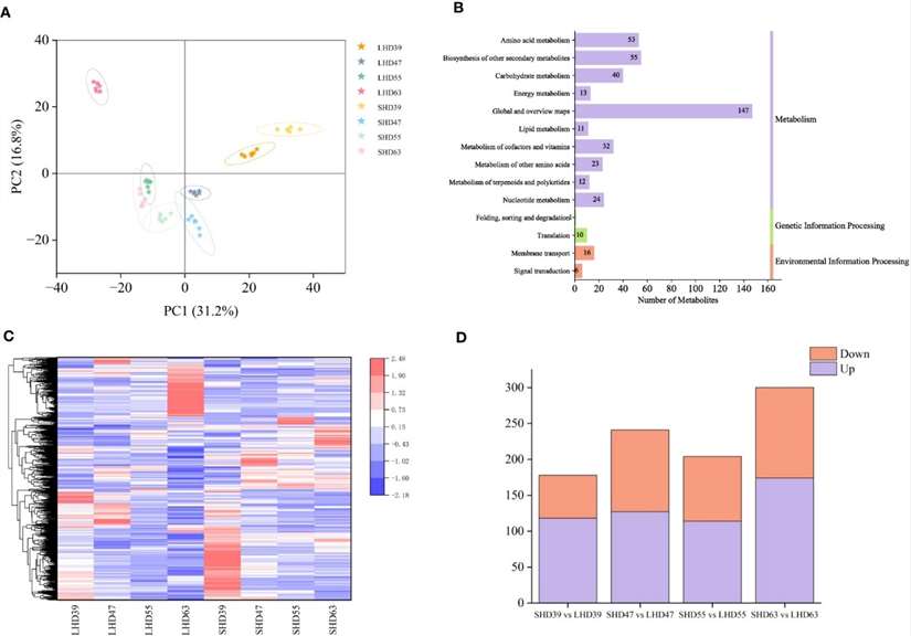 Metabolomic analysis of four periods of fruit after shading treatment.