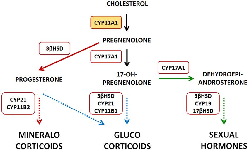 Schematic overview of the steroid hormone biosynthesis.