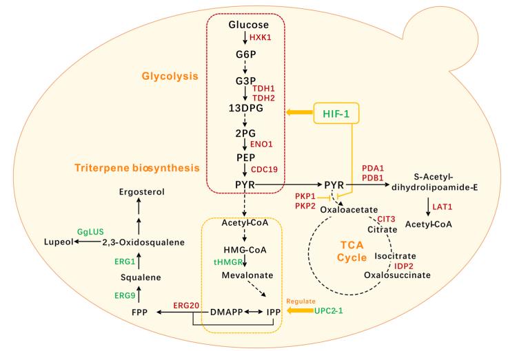 yeast-central-carbon-metabolism-metabolic-engineering-1.jpg