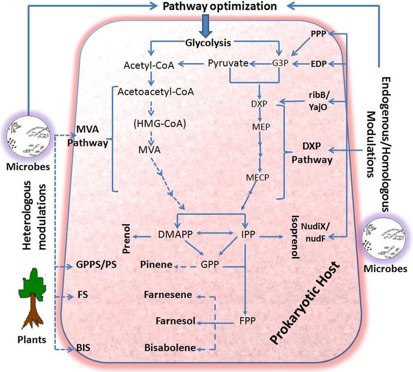 Metabolic engineering for the production of isoprenoid-based biofuels in a prokaryotic host.